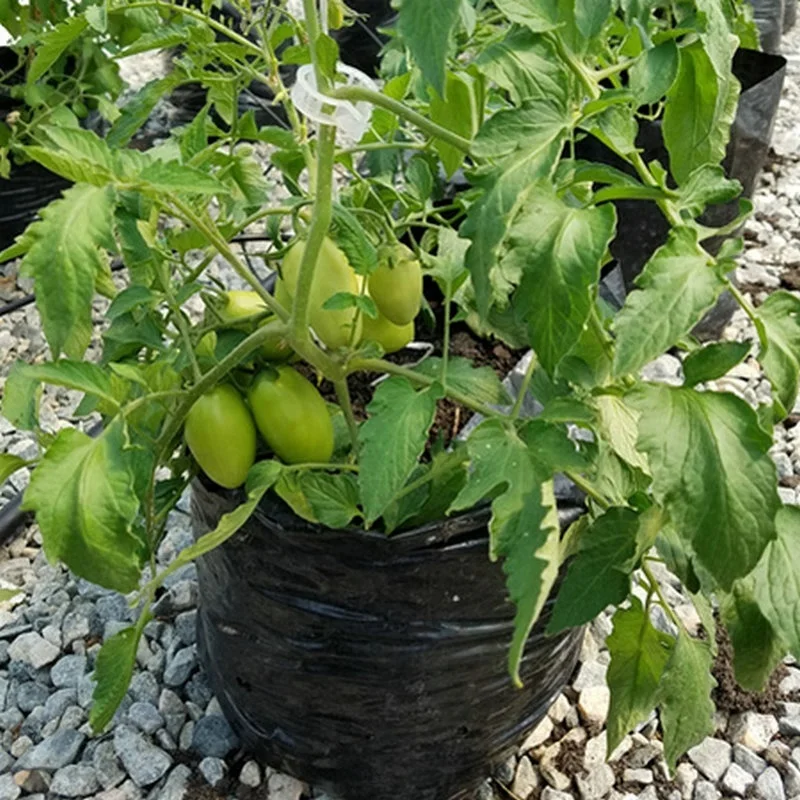 Пакет для выращивания растений, индивидуальный полиэтиленовый пакет для выращивания, рекламные пластиковые пакеты для выращивания растений