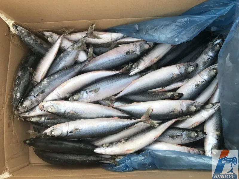 Frozen Pacific Mackerel fish whole round seafrozen BQF 150-200g for market