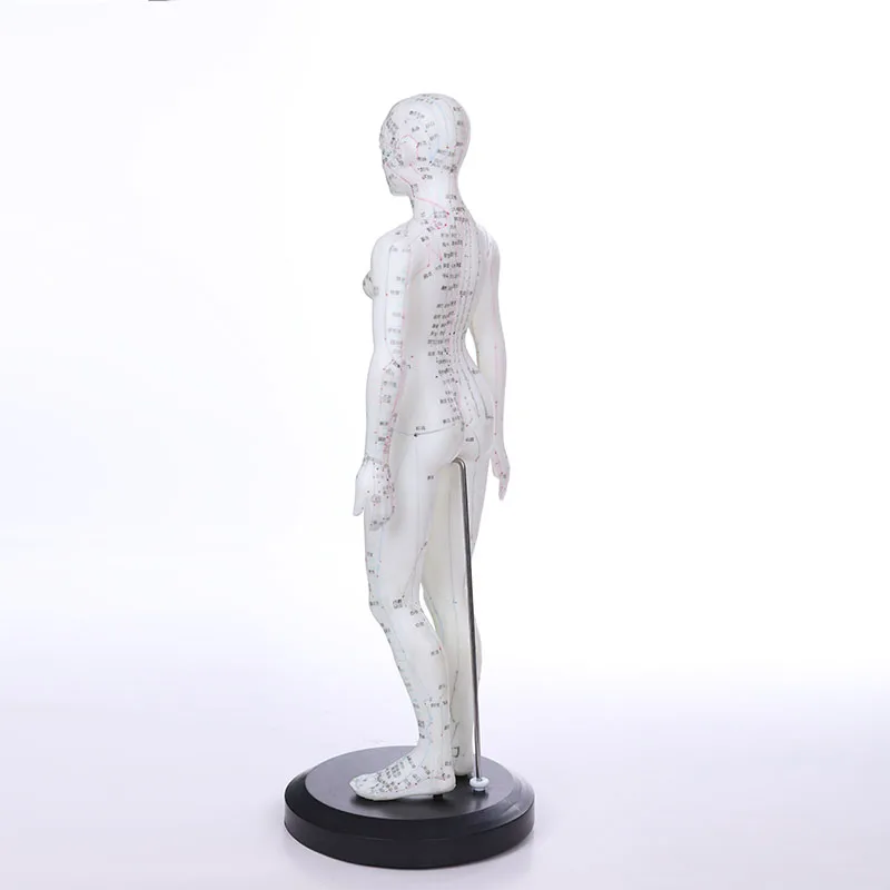 170 cm Standard Needle Point Human Acupuncture Model