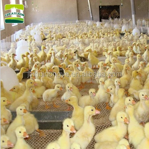 
Poultry farm house design for broiler chicken 