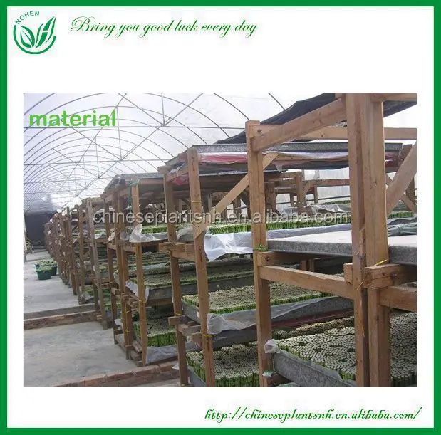 
indoor plants 3 layer tower shape lucky bamboo dracaena sanderiana 