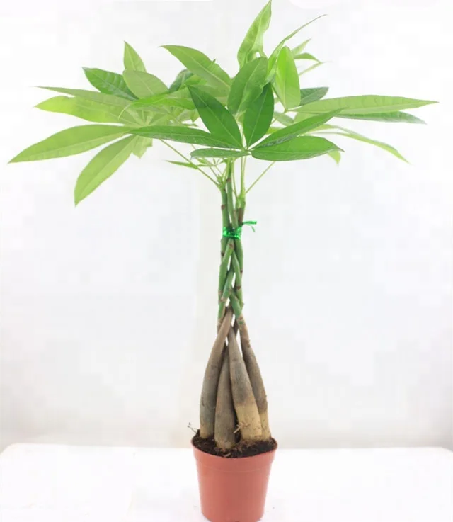 
Внутреннее растение Pachira 