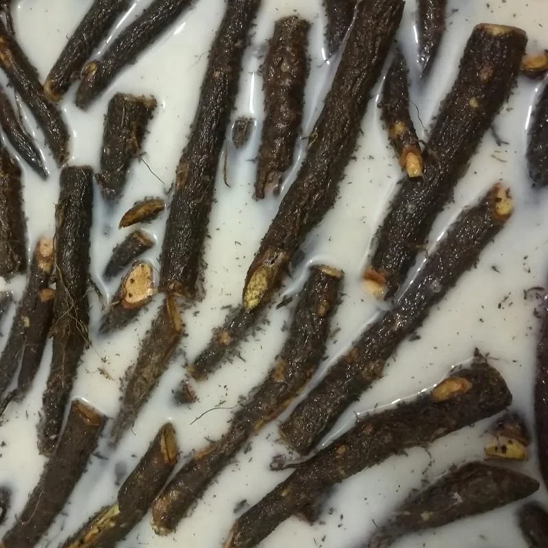  Китайские высококачественные гибридные корни paulownia 99% для выживания устойчивые к холоду выращивания