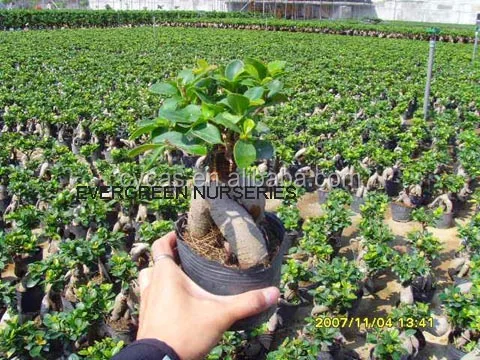 
Ficus ginseng 