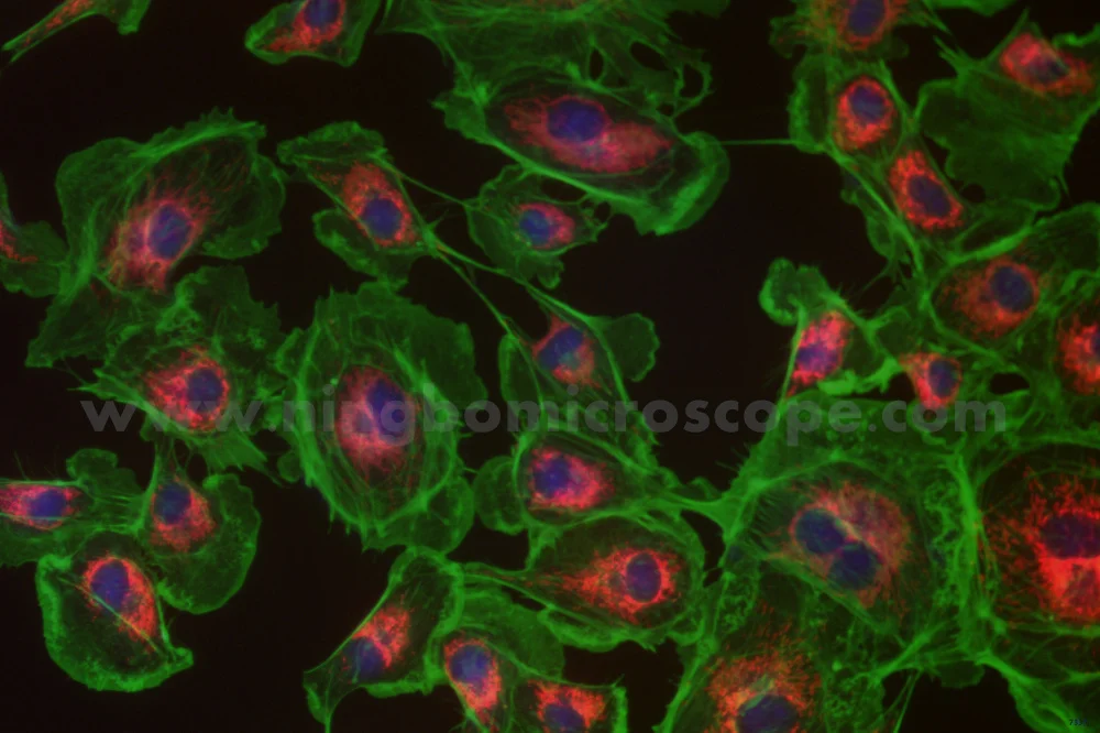 6.3MP High Sensitivity USB3.0 Microscope Camera Dark field