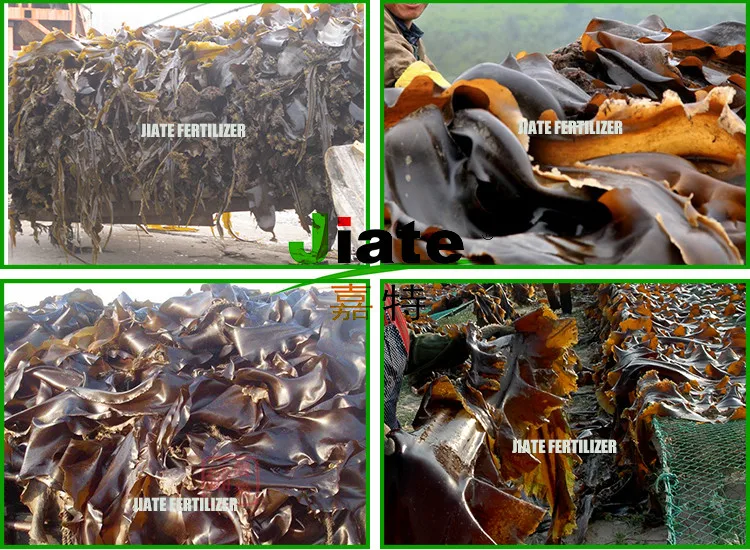 Hot Sale hydroponic nutrients organic fertilizer Natural Kelp Source High Quality seaweed extract powder