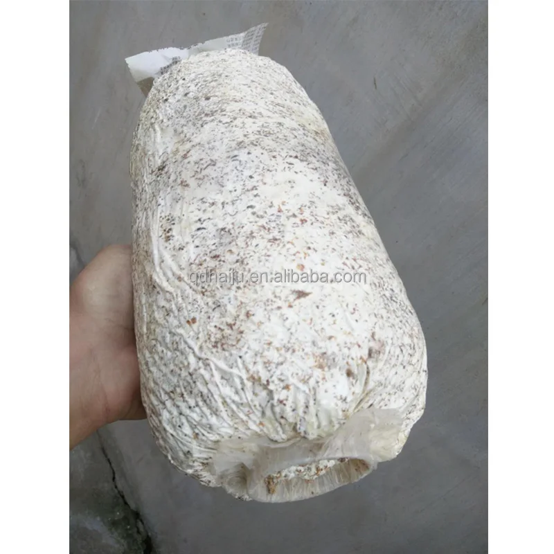 
White color Oyster mushroom log price 