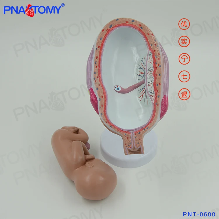 PNT-0600 Fetus development model Embryonic development model Fetal development model 8parts