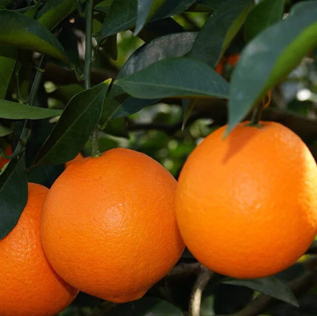 
red orange Blood orange tree Sweet Blood Navel Orange Trees 