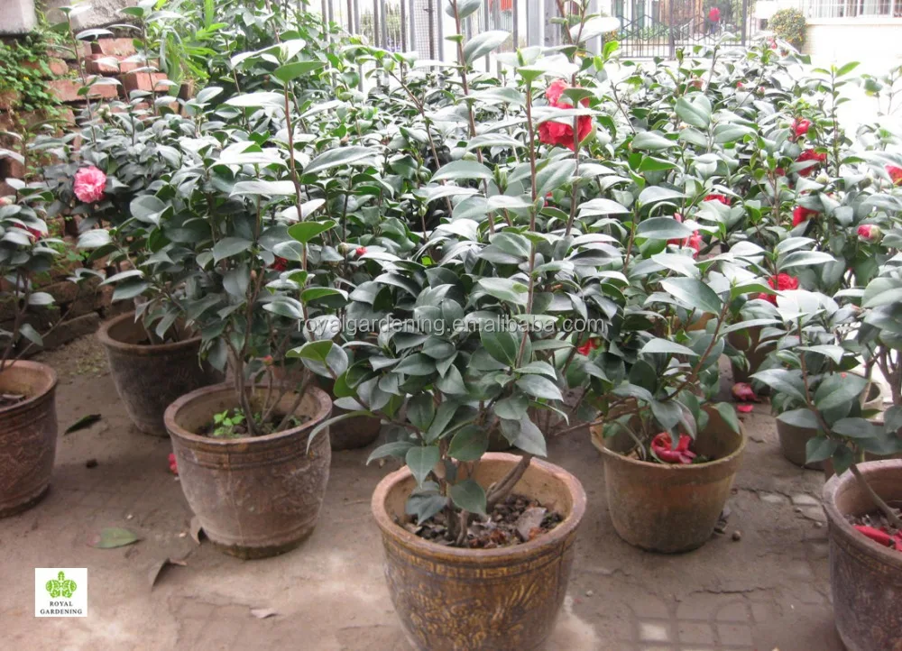 
Camellia japonica Tree Plant 