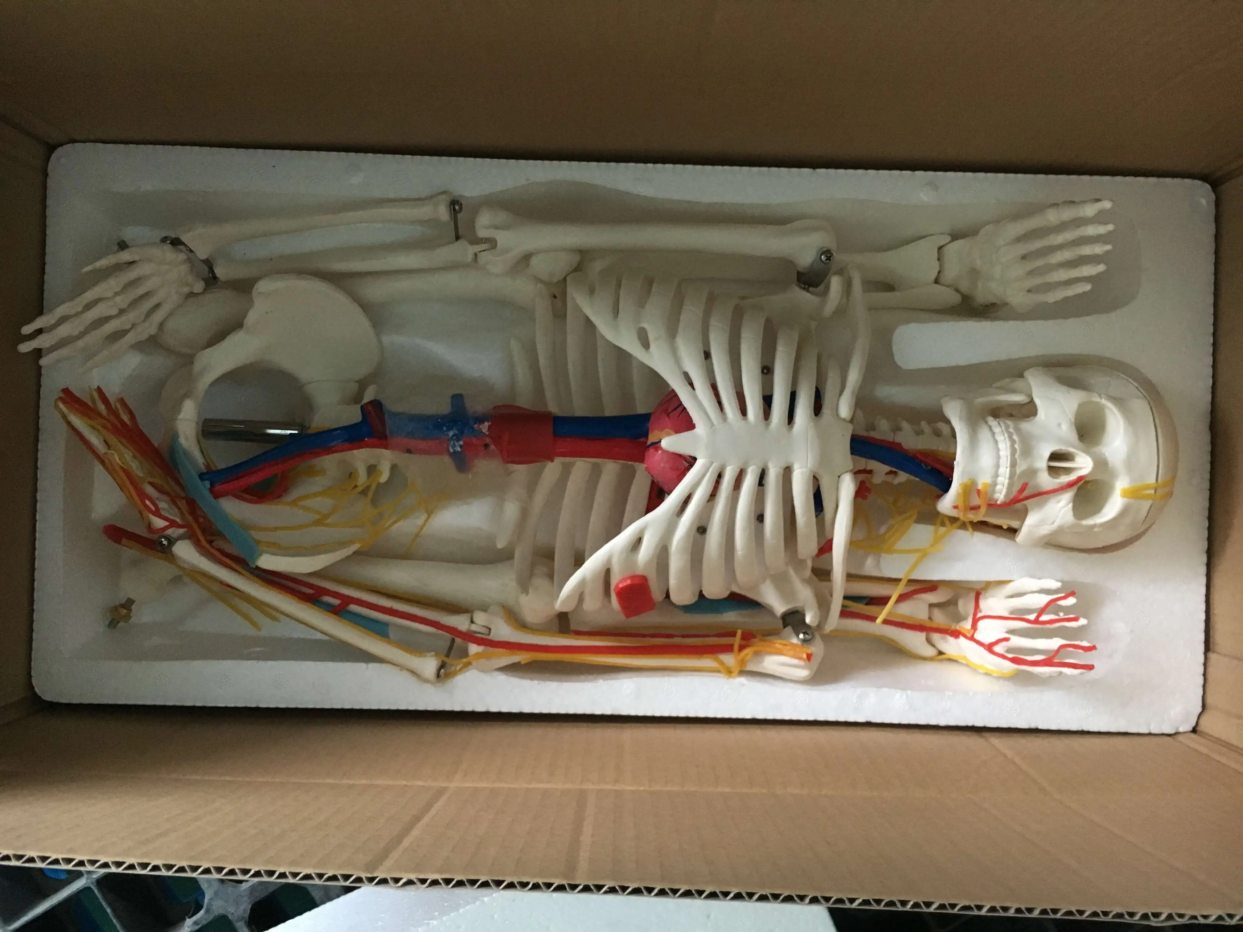 A1005 Hot sale 85cm Human Teaching Skeleton with Nerves and Blood Vessels Model, Human Medical Skeleton Model
