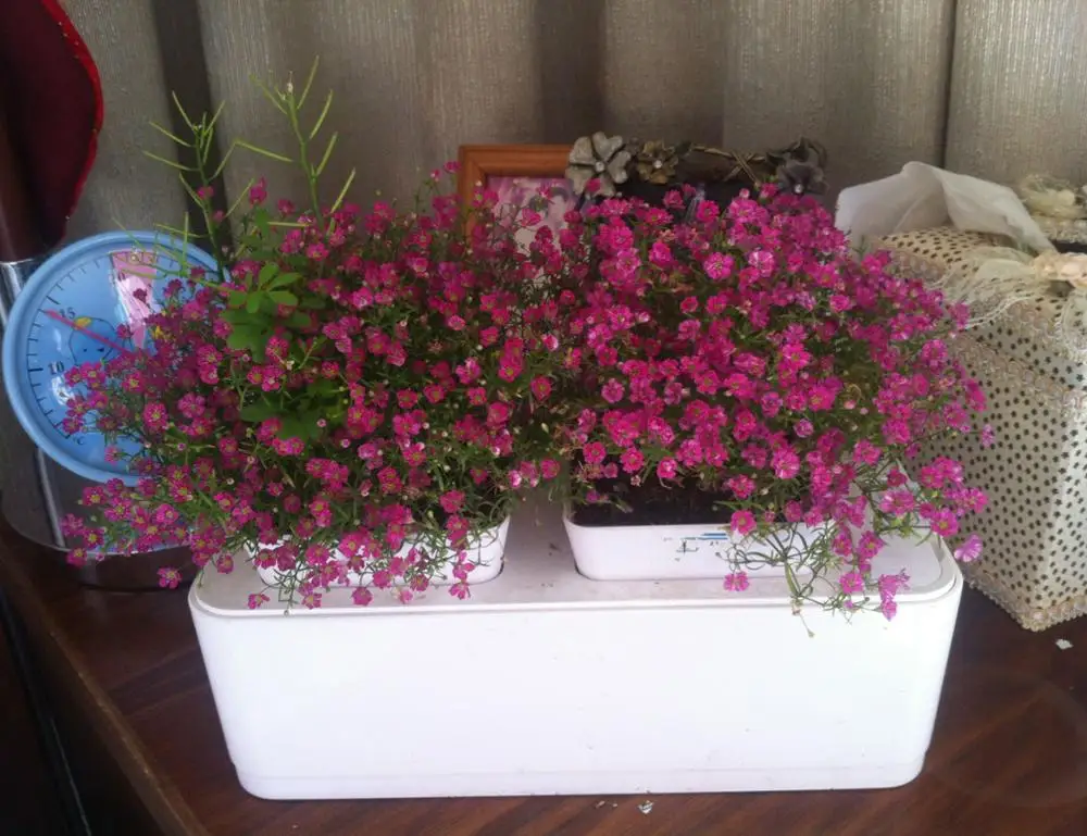 ornamental plants with name artificial plant wall