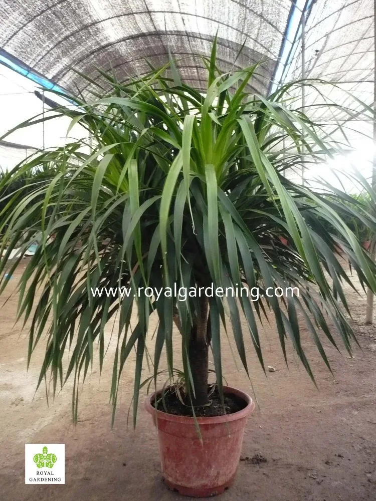 
Dracaena Draco,Dracaena angustifolia indoor plants 