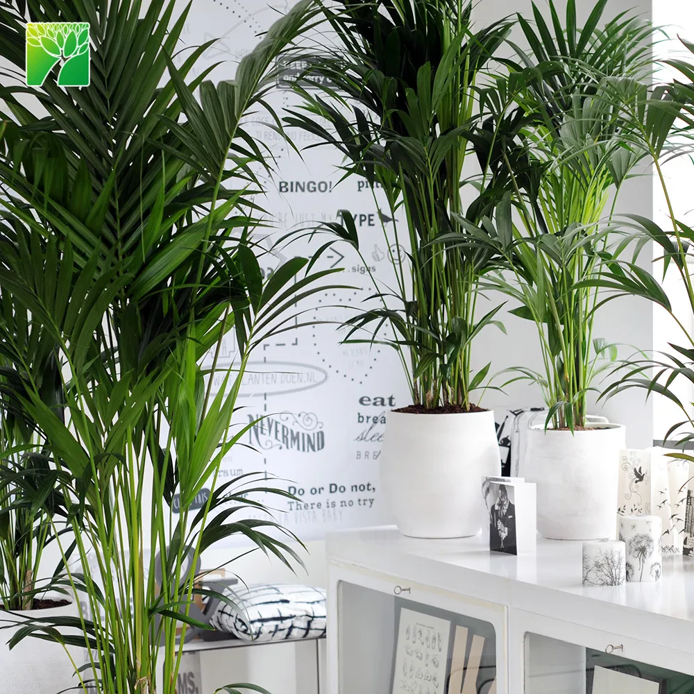 Поставка растительных ферм максимальная высота роста 10 футов уличные пальмовые растения кадемия Пальма хаваа