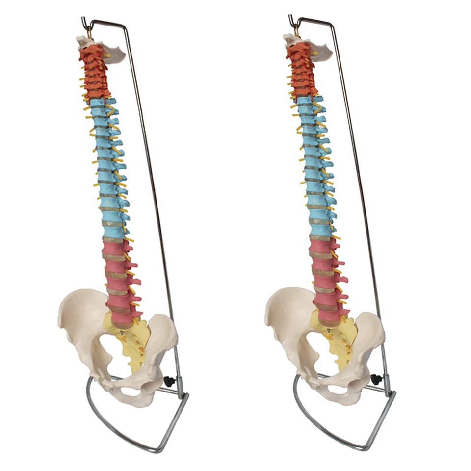 Didactic Vertebral Column with Pelvis Model, Spine Anatomical Model