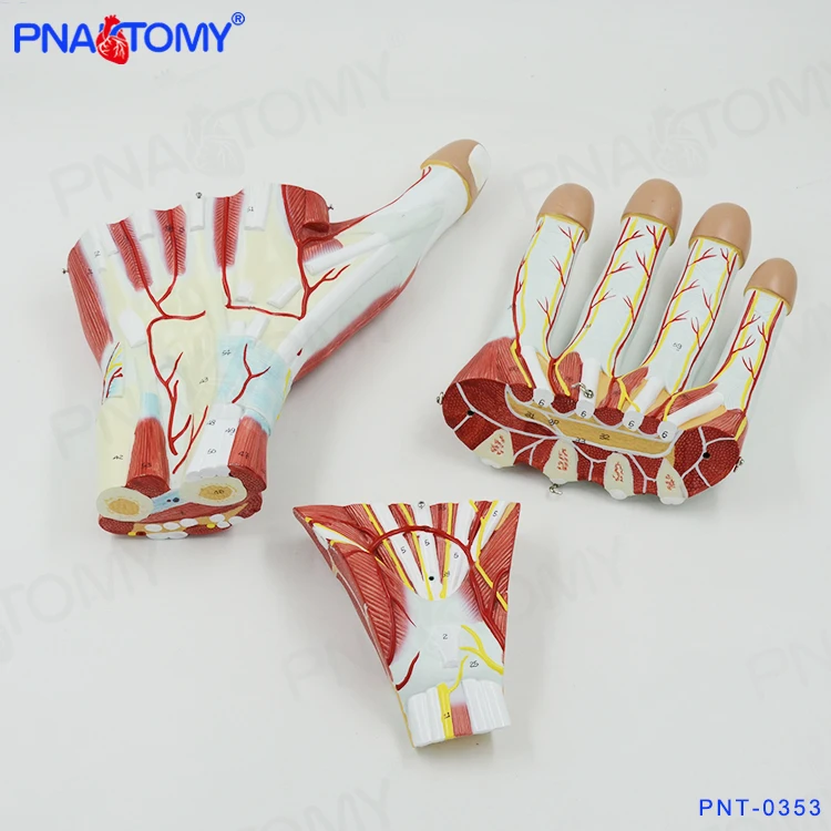 PNT-0342 enlarged human hand muscle anatomical model blood vessel and nerves