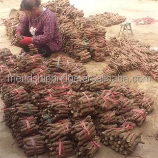 
Paulownia Elongata Cutting Roots 