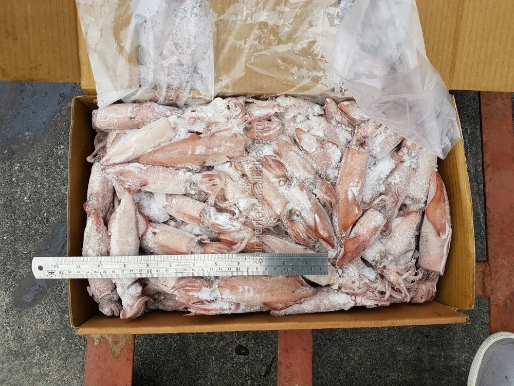 Taiwan Sea Frozen Squid Loligo