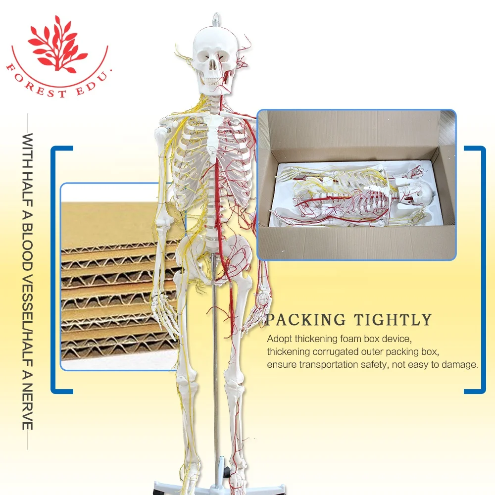 Модель анатомического скелета для обучения человеку с нервами и кровеносными сосудами