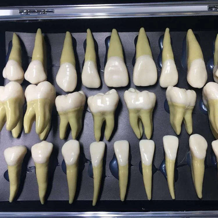 2.5 times individuel teeth model for anatomical demonstration and carving