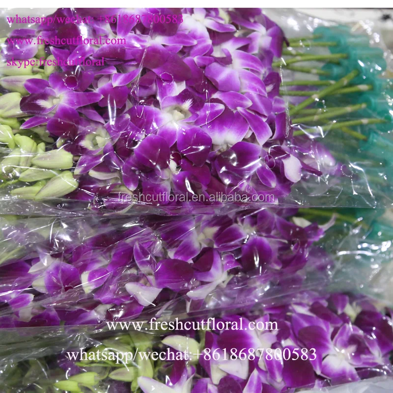 Best Wholesale Business Orchid Phalaenopsis And Natural Fresh Cut Flowers For Home Usage