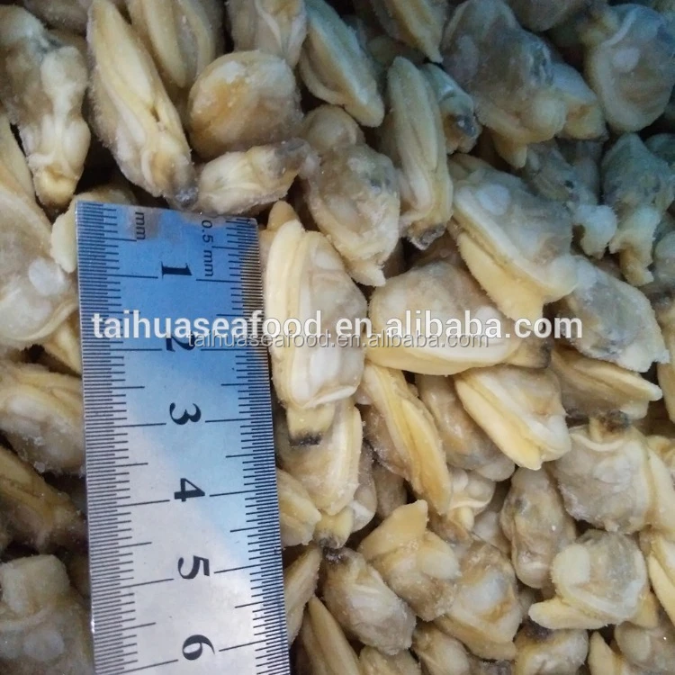wholesale all kinds of the scallop and fresh clam meat in season