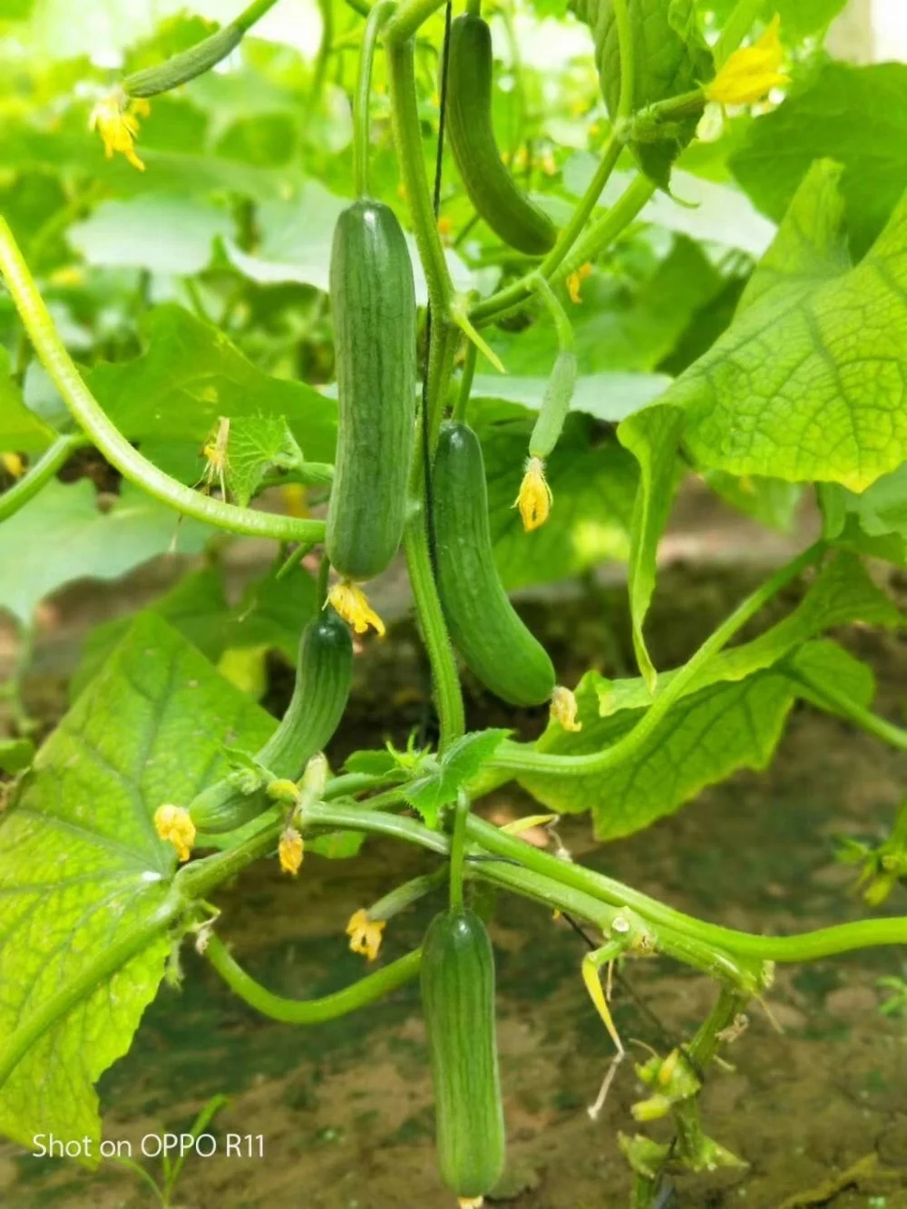 Heat Tolerant hybrid cucumber seeds for open filed