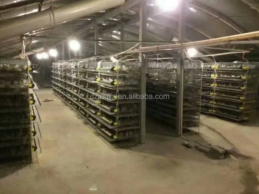 
A type automatic layer quail cages system for sale 
