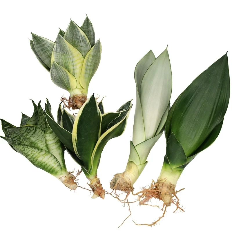 
Ornamental plant bonsai Sansevieria trifasciata Prain 