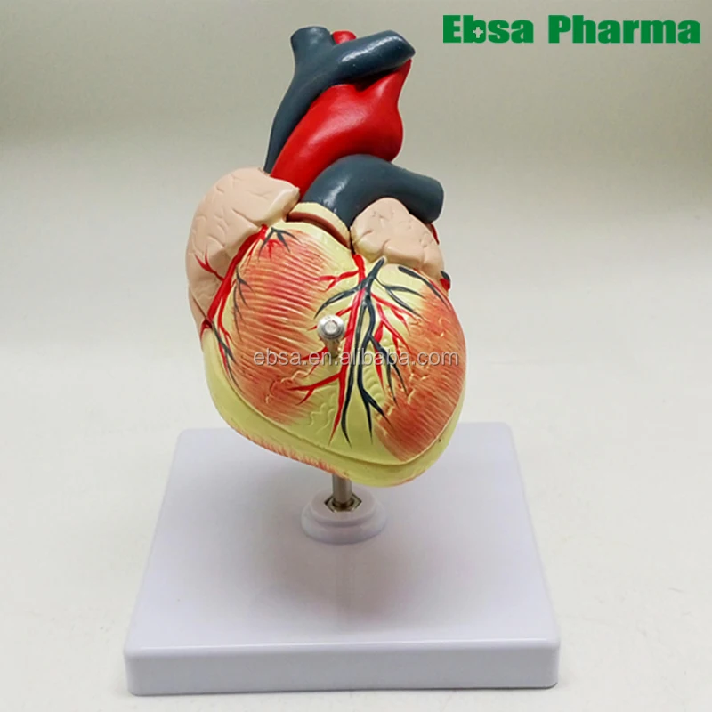 Advanced Medical Supplies Human Teaching Heart Anatomical Model For Medical School