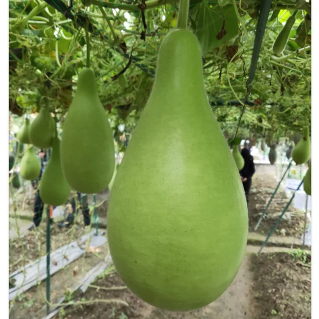 
Agriculture companies green long hybrid bottle gourd hugua seeds 1kg/bag 