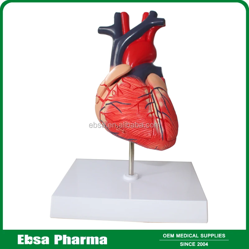 Advanced Medical Supplies Human Teaching Heart Anatomical Model For Medical School