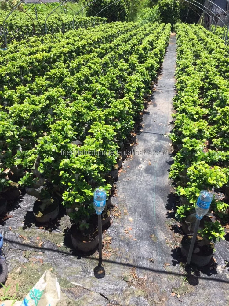 Nice shape Ficus microcarpa S shape H50cm