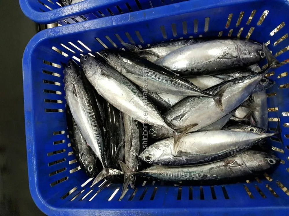 Taiwan Frozen Bonito Tuna 300/500 gram Euthynnus Affinis