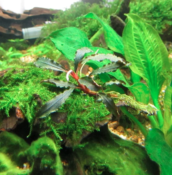 Wholesale different varieties Aquatic plant Bucephalandra