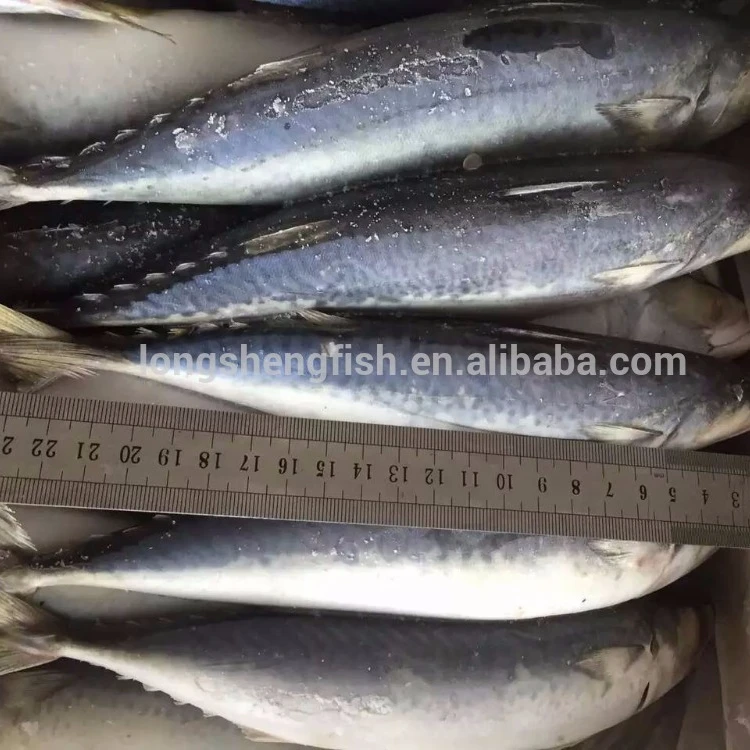 Hot Selling Cheap Price China fish factory Wholesale sea Frozen Pacific Mackerel