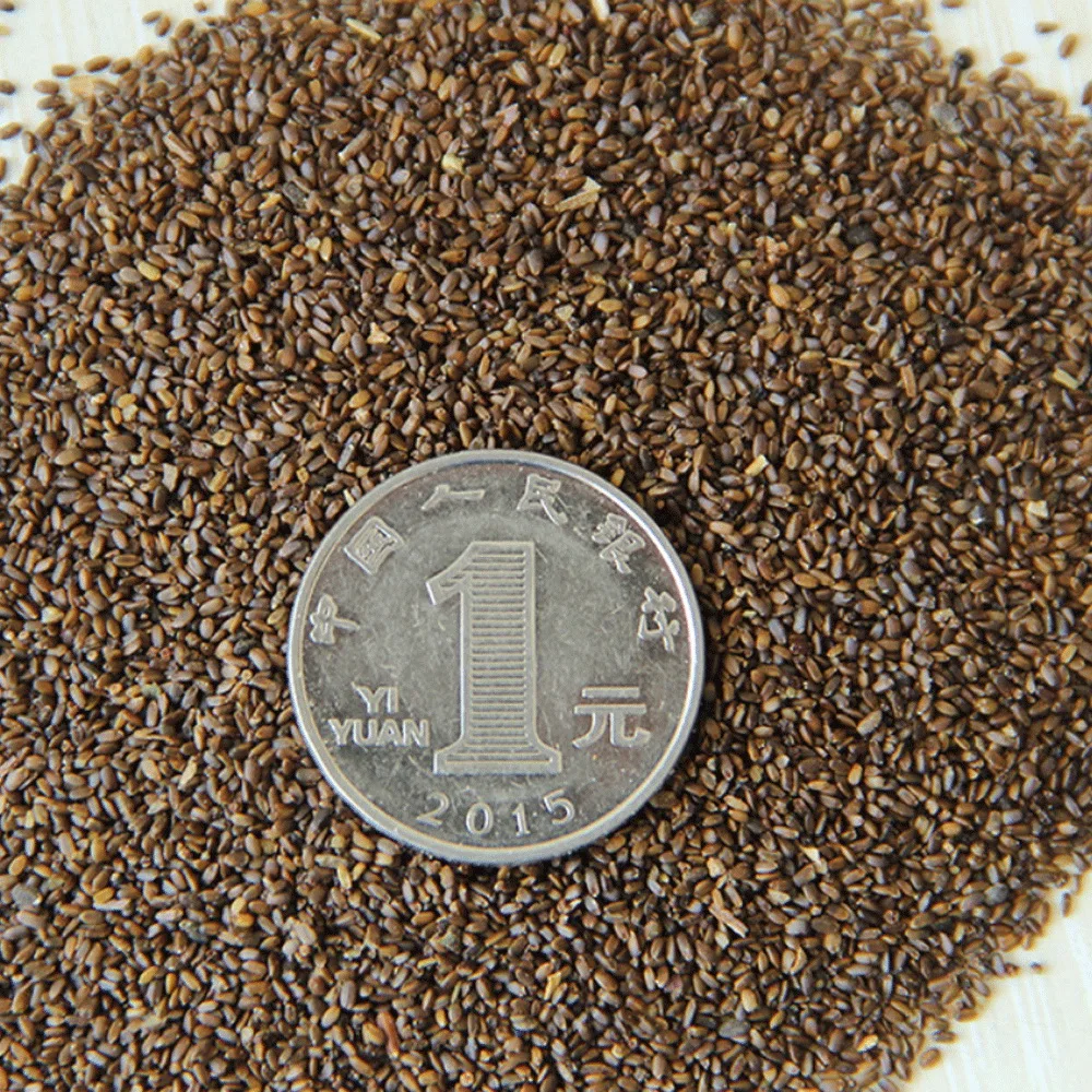 2021 Touchhealthy Поставка семян воланской мяты по конкурентоспособной цене