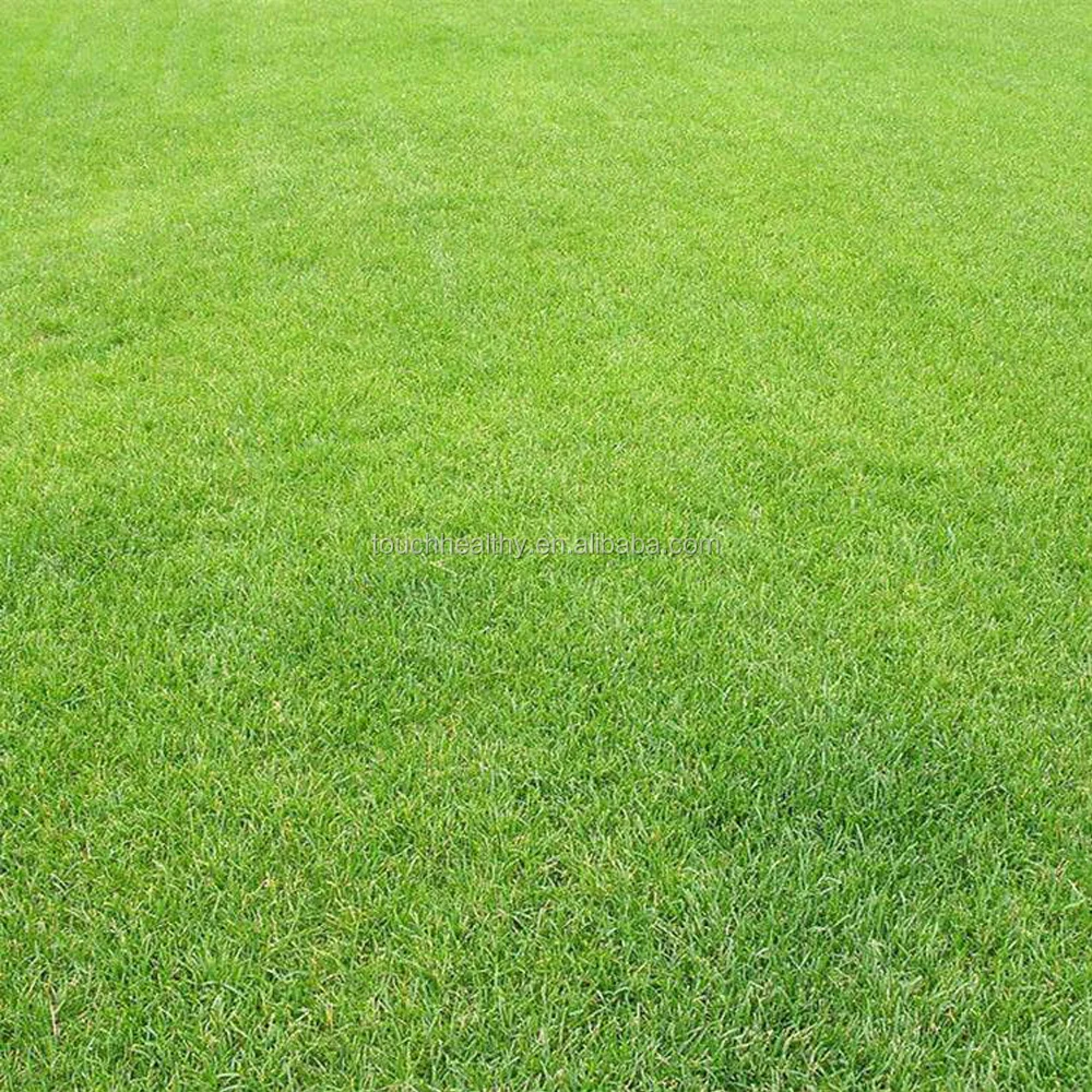 2021 hard chromium plated tool fescue seeds lawn grass turf grass seeds