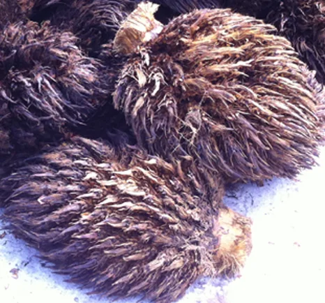 
China supplier High efficiency and quality Soild Fuel palm EFB Shredder/ EFB Fiber Shredding Machine 