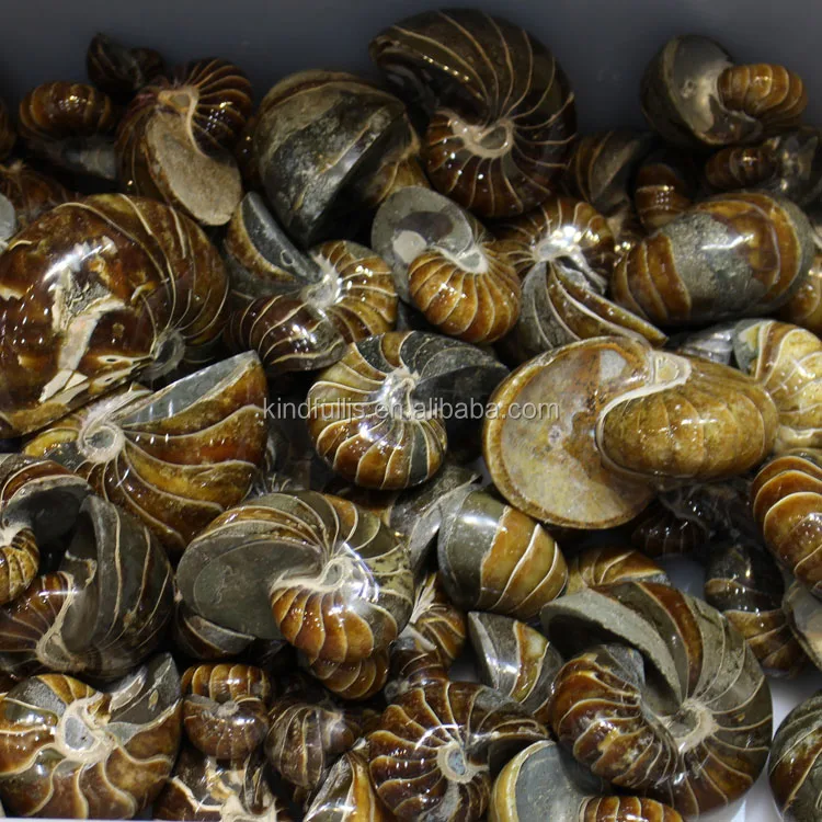 Natural conch ammonite fossil for decoration natural fossil stone