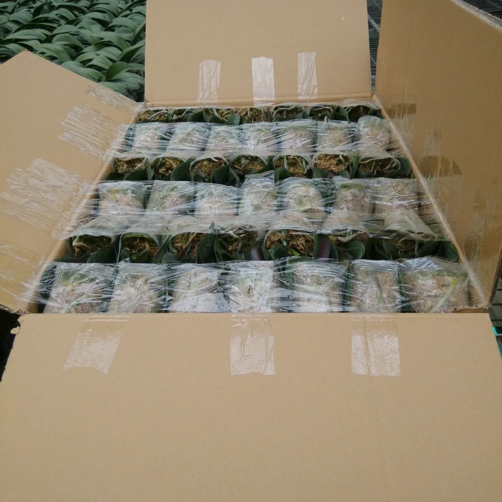 live phalaenopsis Orchid seedling