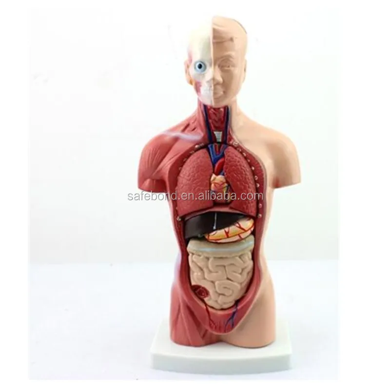 Half Body Human Anatomy Organs Model Manikin Medical Science Teaching Model Plastic Human Body Parts Medical School Carton Box