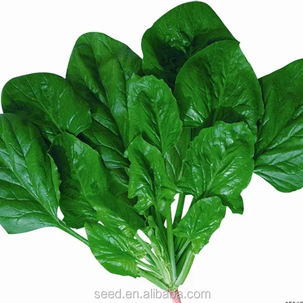 Autumn cultivation spinach hybrid seeds SXS No.4