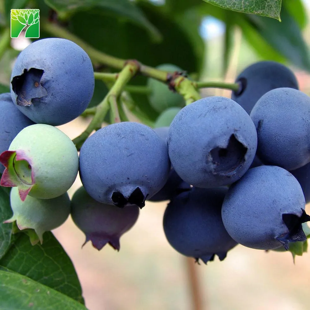 Распродажа растительная ферма белый цветок черника фруктовые саженцы дерево вакциния Spp