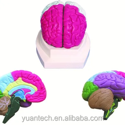 Человеческий пластмассовый мозговой лист с цветной моделью мозга, анатомическая модель мозга