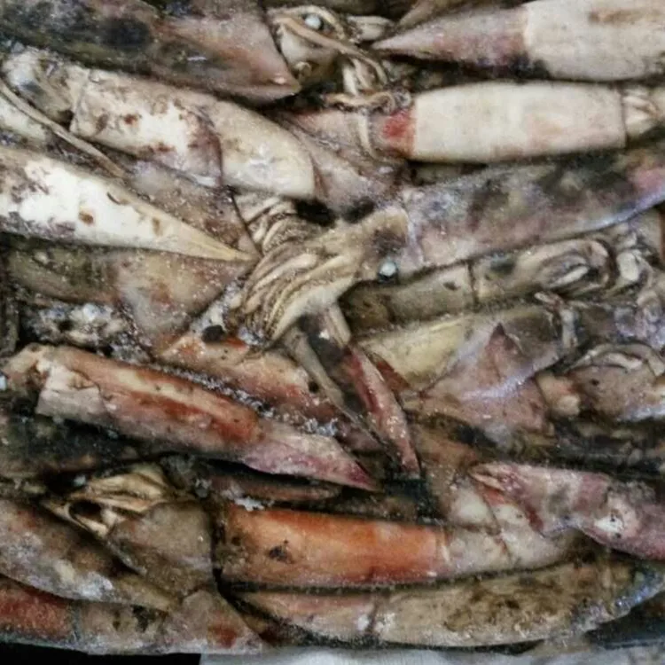 Hot Sale Frozen North Pacific Squid Neon Flying Squid For Processing Or Bait