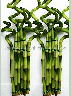 
Spiral Lucky Bamboo, Dracaena Sanderiana 