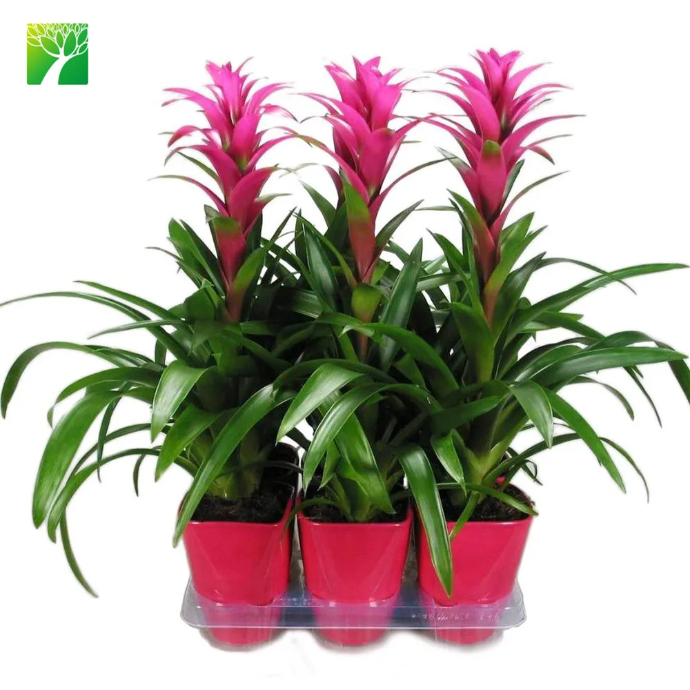 Hot sale indoor decoration perennial flower plant tufted airplant Guzmania atilla