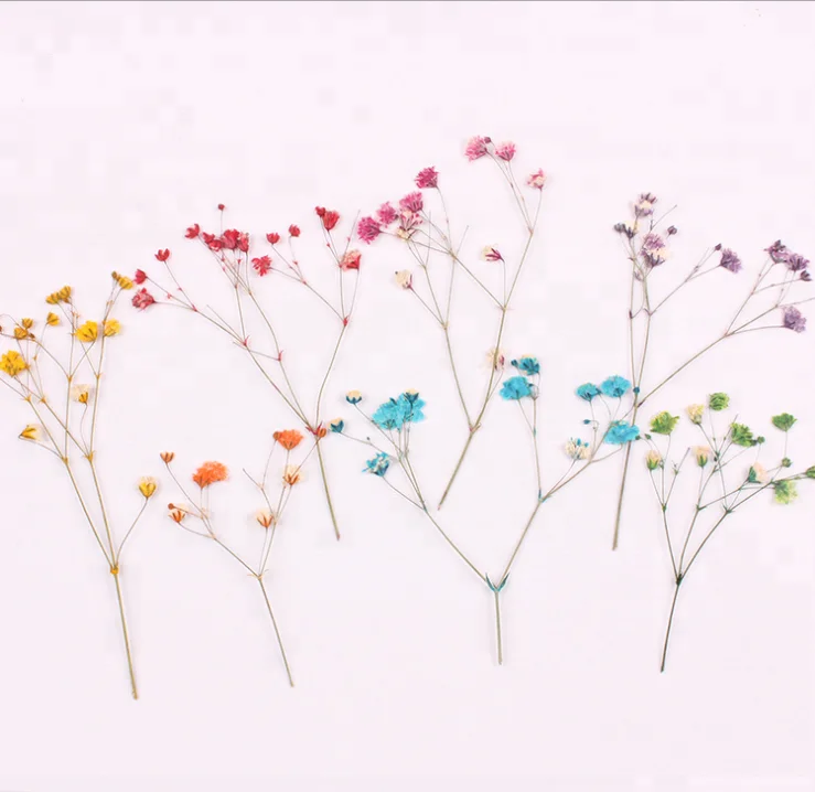  Настоящие сушеные прессованные цветы Babysbreath