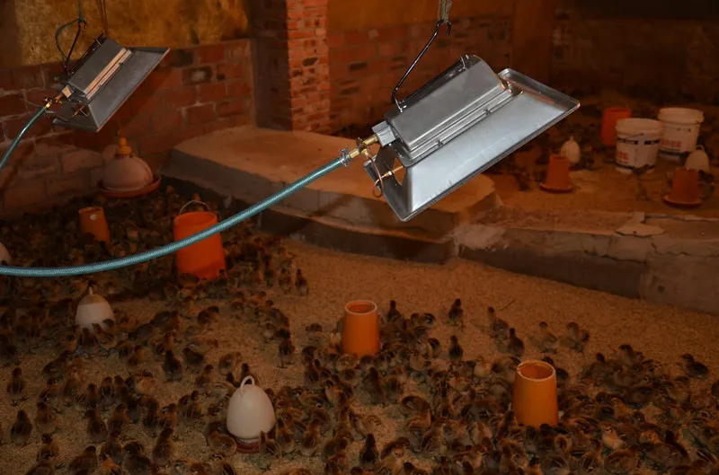 Best Quality Birds &Chicks &Piglet& Poultry Farm &Livestock Fowl Infrared Gas,LPG Heater Brooder Burner THD2606